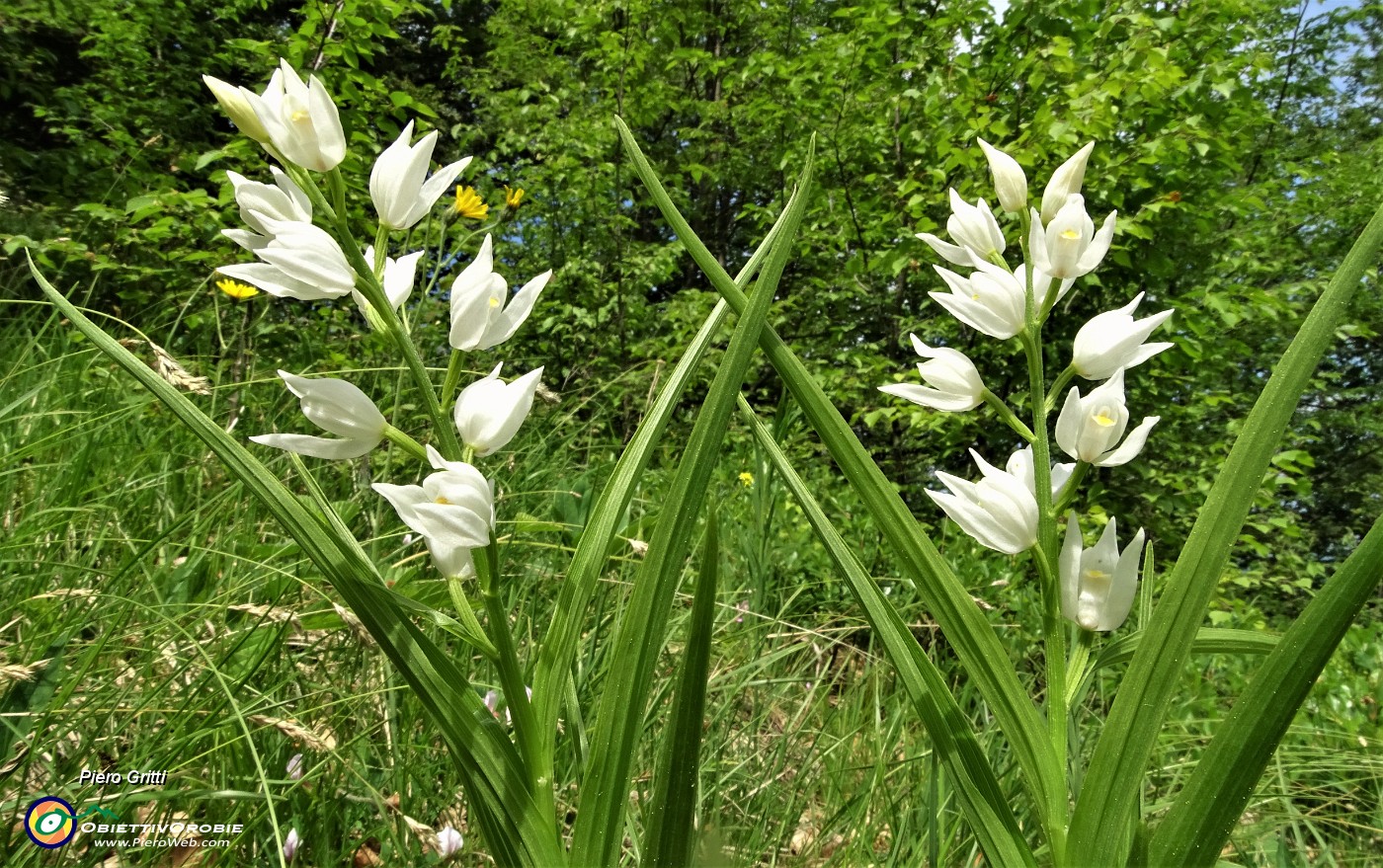 18 Cefalantera maggiore ( Cephalanthera longifolia).JPG